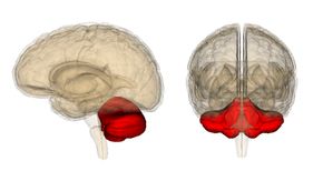 cerebellum	