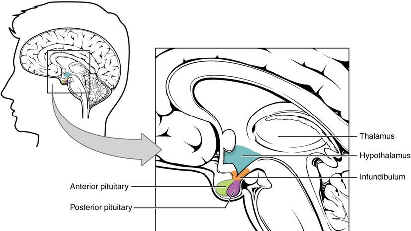 Hypothalamus