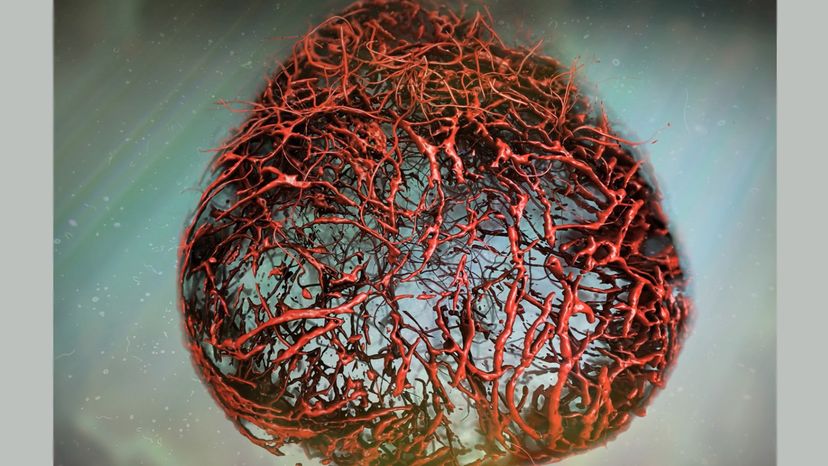 lab grown blood vessels