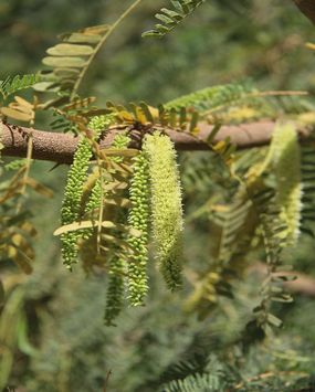 prosopis juliflora plant