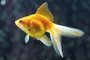 Goldfish are small animals but could they be holding large memories inside their brains?