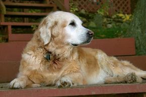 If you know of a particular health condition your senior dog has, that can guide you toward the right ingredients to include in his dog food -- for instance, glucosamine for dogs with arthritis. See more dog pictures.