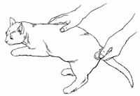 Illustration of cat being treated