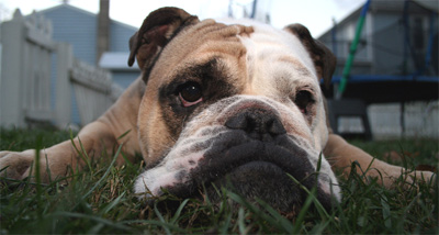 bulldog, dog