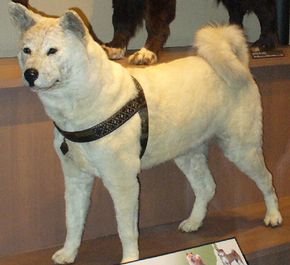 The mounted remains of Hachiko, on display at the Museum of Nature and Science in Tokyo. See more dog images.