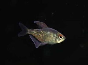 Diamond Tetra -- moenkhausia pitteri